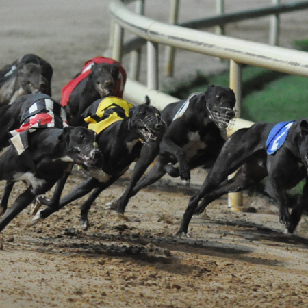 A Night At The Dogs 2