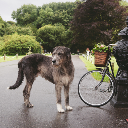 Dog waits in the rain outside the ballyseede castle hotel