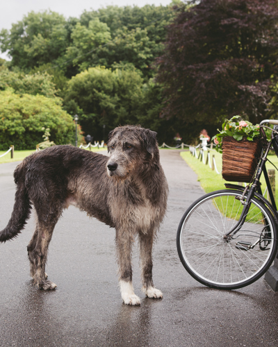 Dog waits in the rain outside the ballyseede castle hotel
