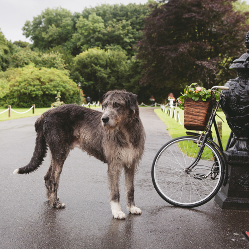 Dog waits in the rain outside the ballyseede castle hotel