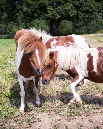 horses enjoying the paddock and castle estate gardens at ballyseede