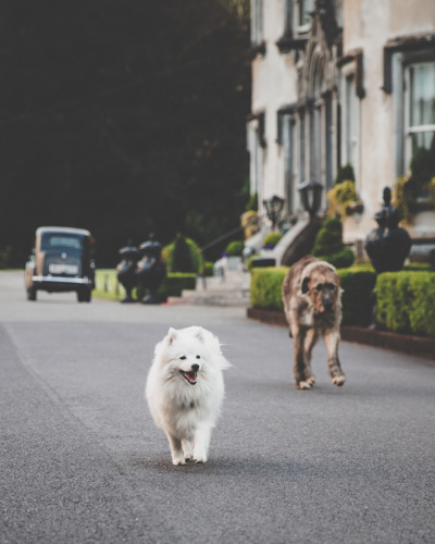 2 dogs enjoying the estate gardens at ballyseede castle hotel