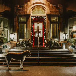 A dog stands guard outside the ballyseede castle hotel entranfce at night time