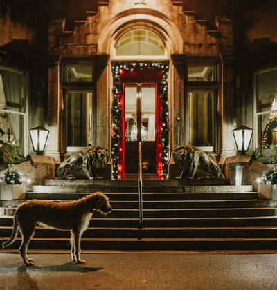 A dog stands guard outside the ballyseede castle hotel entranfce at night time