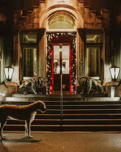 A dog stands guard outside the ballyseede castle hotel entranfce at night time