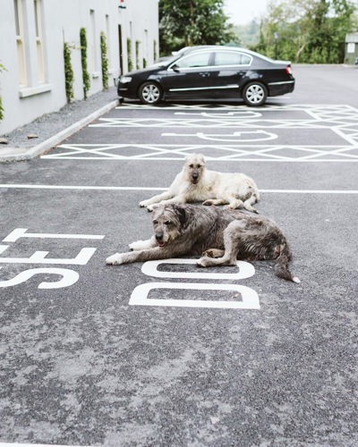 two dogs sit in the parking lot at ballyseede castle