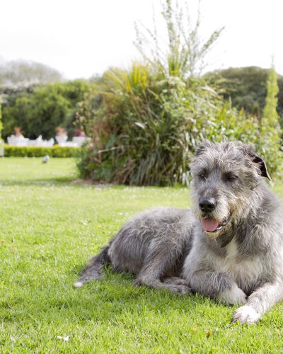 A dog relaxes on the grounds of ballyseede castle