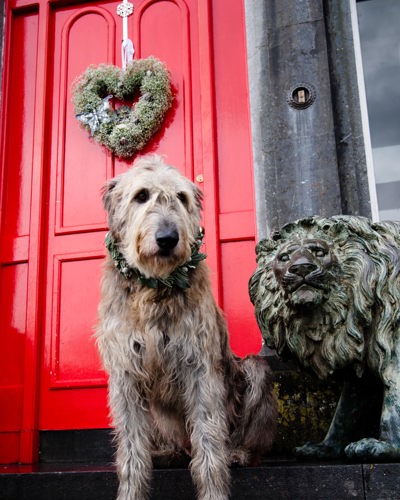 Dog stands guard at the ballyseede hotel in kerry ireland